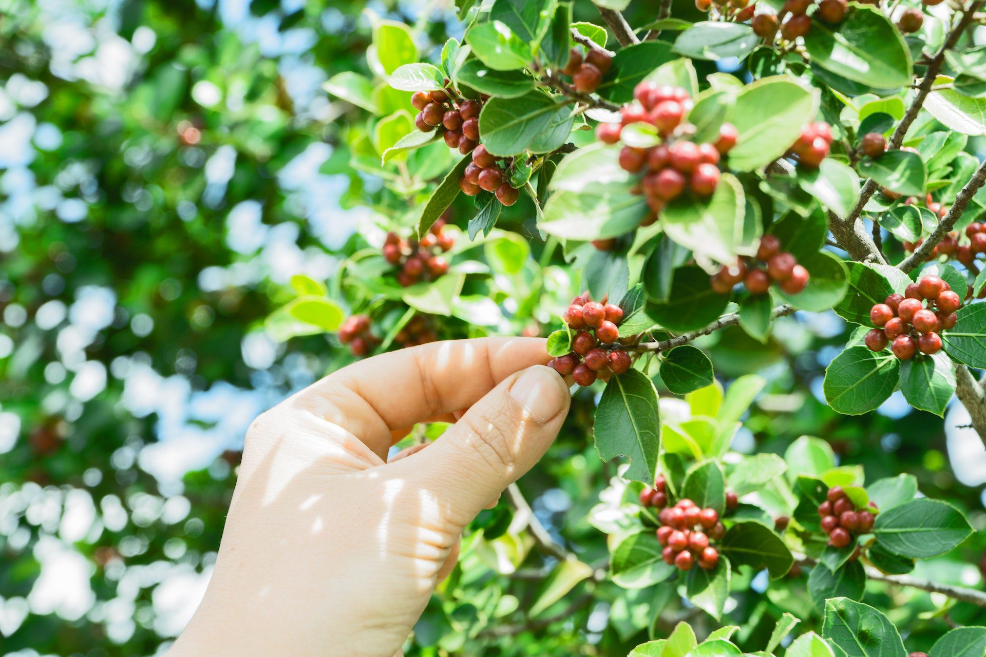 Coffee Bean Origin by botanical information and classification 