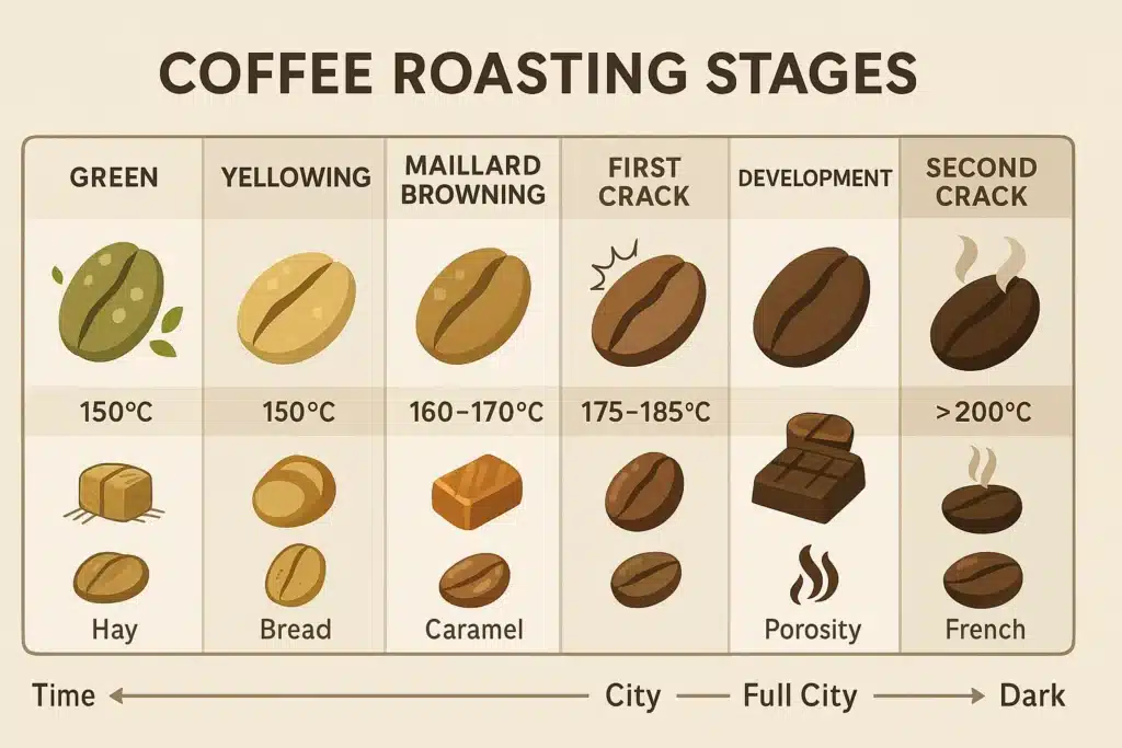 Green coffee beans are little chemical vaults. They’re dense, hard, and packed with potential